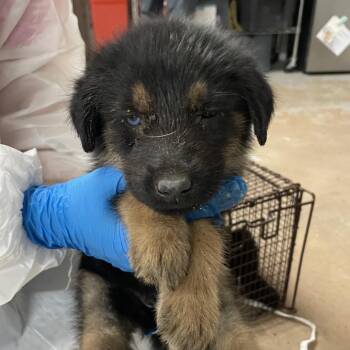 German Shepherd Dog Dogs Available for Adoption - York | PetCurious