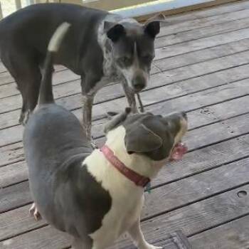 ALPHARETTA - Renita -  Mixed Breed Dog for Adoption in Blairsville, Georgia - ALPHARETTA - Renita | PetCurious