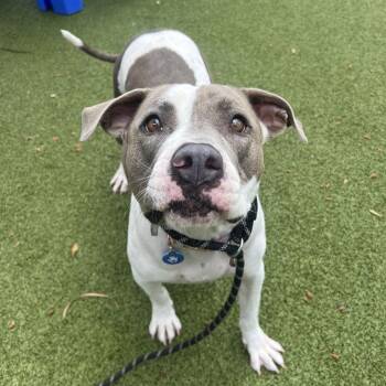 Bella Bee -  American Staffordshire Terrier Dog for Adoption in Apache Junction, Arizona - Bella Bee | PetCurious