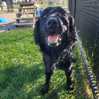 Xylo -  Labrador Retriever Dog for Adoption in Fort Wayne, Indiana - Xylo | PetCurious