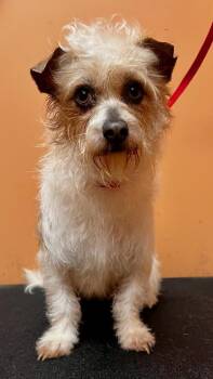 Molly -  Terrier Dog Available for Adoption in Lawrenceville, Georgia - Molly | PetCurious