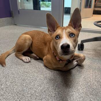 Alaska -  Mixed Breed Dog for Adoption in Englewood, Florida - Alaska | PetCurious