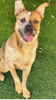 Rescue Australian Cattle Dog Blue Heeler Dogs for Adoption in Lakewood Ranch, Florida - Sage | PetCurious