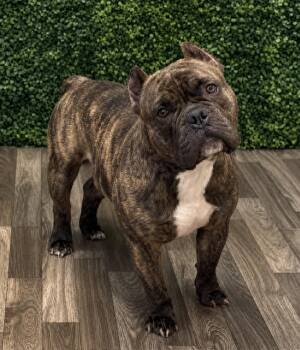 Hipster -  English Bulldog and French Bulldog Dog Available for Adoption in Myrtle Beach, South Carolina - Hipster | PetCurious