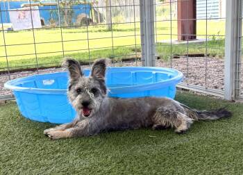 Fritz -  Schnauzer Dog for Adoption in Canutillo, Texas - Fritz | PetCurious