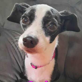 Italian Greyhound and Mixed Breed Dogs Available for Adoption in Olathe, Kansas - Carly | PetCurious
