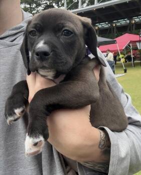 Labrador Retriever Dogs Available for Adoption in Wendell, North Carolina - Purple Collar Girl | PetCurious