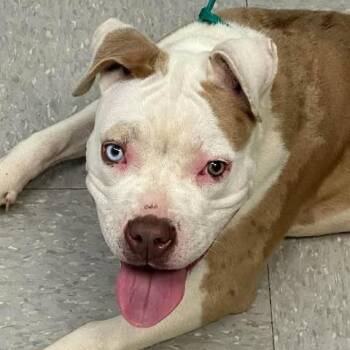 Elsa 26-10-036 -  Pit Bull Terrier and Mixed Breed Dog for Adoption in Bastrop, Texas - Elsa 26-10-036 | PetCurious