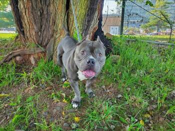 Rescue Pit Bull Terrier and American Bully Dogs for Adoption in Jersey City, New Jersey - Rain | PetCurious