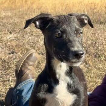 Wednesday -  Pit Bull Terrier and German Shepherd Dog Dog for Adoption in Center Point, Texas - Wednesday | PetCurious