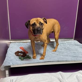 Blush -  Mixed Breed Dog for Adoption in Titusville, Florida - Blush | PetCurious