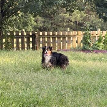 Dodger -  Australian Shepherd Dog for Adoption in Harrisonburg, Virginia - Dodger | PetCurious