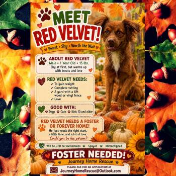 Red Velvet -  Spaniel and Chihuahua Dog for Adoption in East Wenatchee, Washington - Red Velvet | PetCurious
