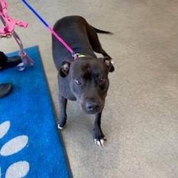 Pit Bull Terrier Dogs Available for Adoption in York, Pennsylvania - YORK-Stray-15554 | PetCurious