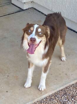Corbin, 1.5 year old happy red tri male Mini Australian Shepherd -  Australian Shepherd Dog for Adoption in Oro Valley, Arizona - Corbin, 1.5 Year Old Happy Red Tri Male Mini Australian Shepherd | PetCurious