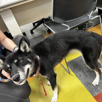 Hiccup -  Mixed Breed Dog for Adoption in Philadelphia, Pennsylvania - Hiccup | PetCurious