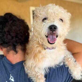 Gemma -  Maltese Dog for Adoption in Ramona, California - Gemma | PetCurious
