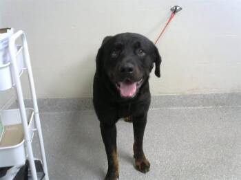 Rottweiler and Mixed Breed Dogs Available for Adoption - TITAN | PetCurious