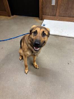 Buck -  Mixed Breed Dog for Adoption in Douglasville, Georgia - Buck | PetCurious