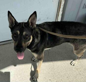 Rescue German Shepherd Dog and Mixed Breed Dogs for Adoption in Evansville, Indiana - Winnie The Pooh | PetCurious
