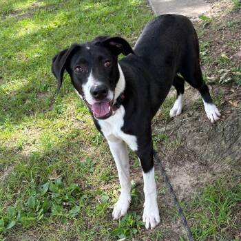 Rescue Border Collie and Labrador Retriever Dogs for Adoption in Wadena, Minnesota - Jack II | PetCurious