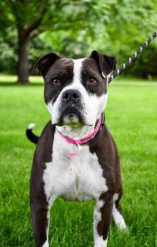 Margo -  American Staffordshire Terrier and Boxer Dog for Adoption in Yakima, Washington - Margo | PetCurious