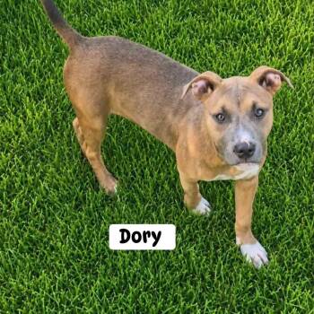 Dory -  Pit Bull Terrier Dog for Adoption in Brewton, Alabama - Dory | PetCurious