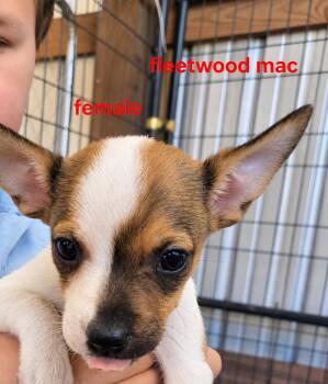 Fleetwood mac -  Mixed Breed Dog for Adoption in Panama City, Florida - Fleetwood Mac | PetCurious