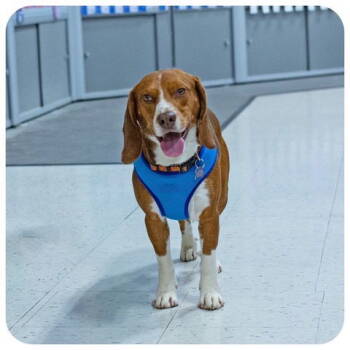 Rescue Beagle Dogs for Adoption in Utica, Michigan - Devon | PetCurious