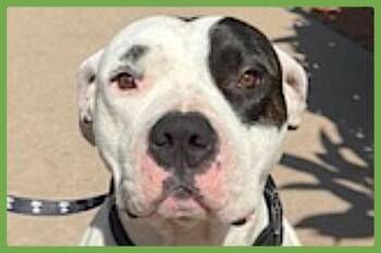Boogie -  Dogo Argentino and Pit Bull Terrier Dog for Adoption in Amherst, Massachusetts - Boogie | PetCurious