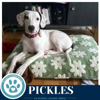 Pickles (Deli Delights) 091926 -  Labrador Retriever and Shepherd Dog for Adoption in Kimberton, Pennsylvania - Pickles (Deli Delights) 091926 | PetCurious