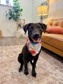 Labrador Retriever and Chocolate Labrador Retriever Dogs Available for Adoption in Friendswood, Texas - Jakey Baby The Lab Everyone Loves | PetCurious
