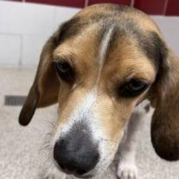 Beagle Dogs Available for Adoption - Hughie | PetCurious