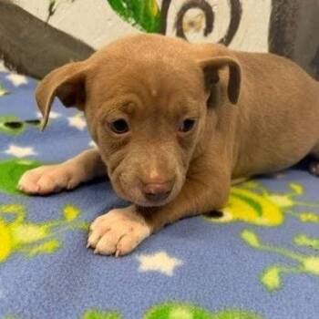 Black Mouth Cur and Mixed Breed Dogs Available for Adoption in Hattiesburg, Mississippi - Fiona | PetCurious