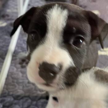 Pricilla -  American Staffordshire Terrier and Mixed Breed Dog for Adoption in Cartersville, Georgia - Pricilla | PetCurious