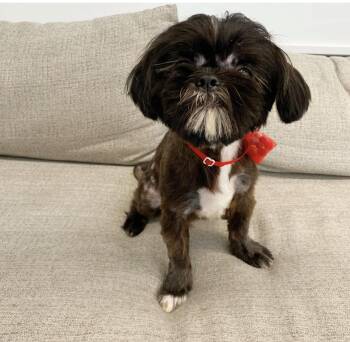 Rescue Shih Tzu Dogs for Adoption in Los Angeles, California - Rooster | PetCurious