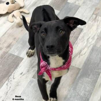 Labrador Retriever Dogs Available for Adoption in Brookshire, Texas - Resa - Local April 24-26 | PetCurious