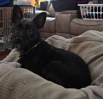 Crimson -  Mixed Breed Dog for Adoption in Taycheedah, Wisconsin - Crimson | PetCurious