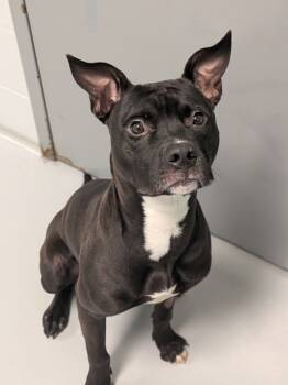 Rescue Pit Bull Terrier Dogs for Adoption in Topeka, Kansas - Walnut | PetCurious