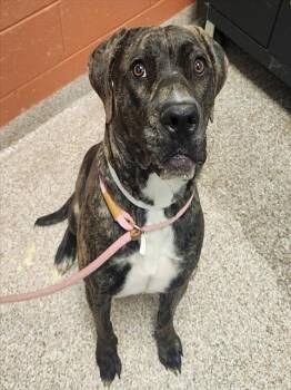 Mastiff and Mixed Breed Dogs Available for Adoption in Pueblo, Colorado - DAHLIA | PetCurious