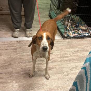 Sally -  Hound and Treeing Walker Coonhound Dog for Adoption in Hinesville, Georgia - Sally | PetCurious