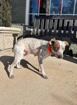 Cattle Dog and Mixed Breed Dogs Available for Adoption in Maryville, Tennessee - Katie (Pepper) | PetCurious