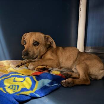 Gilligan -  Shepherd and Mixed Breed Dog for Adoption in Yuma, Arizona - Gilligan | PetCurious
