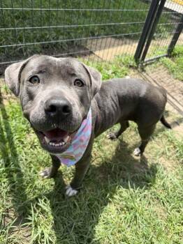 Nayla -  Staffordshire Bull Terrier Dog for Adoption in Aurora, Colorado - Nayla | PetCurious