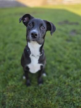 Rescue Pit Bull Terrier Dogs for Adoption in Manteca, California - Trixie | PetCurious