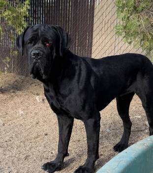 Mowgli -  Cane Corso Dog for Adoption in Glendale, Arizona - Mowgli | PetCurious
