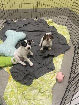 Mixed Breed Dogs Available for Adoption - Letti | PetCurious