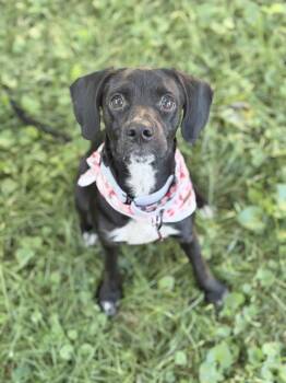 Sally -  Pug and Beagle Dog for Adoption in Dysart, Iowa - Sally | PetCurious