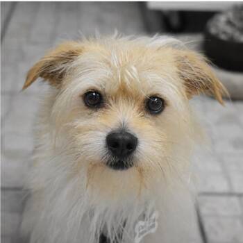 Milo -  Yorkshire Terrier Dog for Adoption in St. Petersburg, Florida - Milo | PetCurious