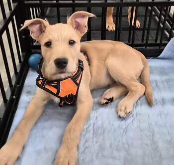 Jack Russell Terrier and Airedale Terrier Dogs Available for Adoption - Hank | PetCurious